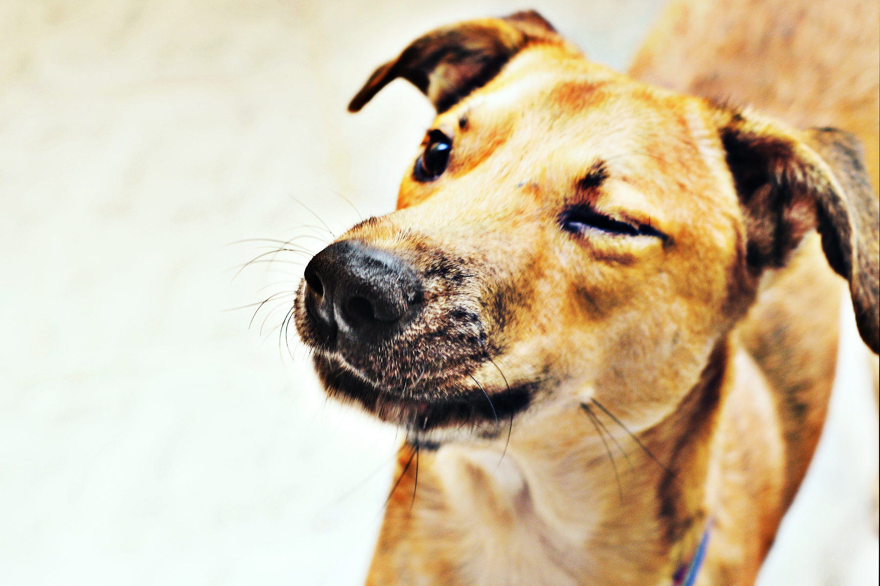 “Labradors Are EasyDogs” Understanding temperament and personality