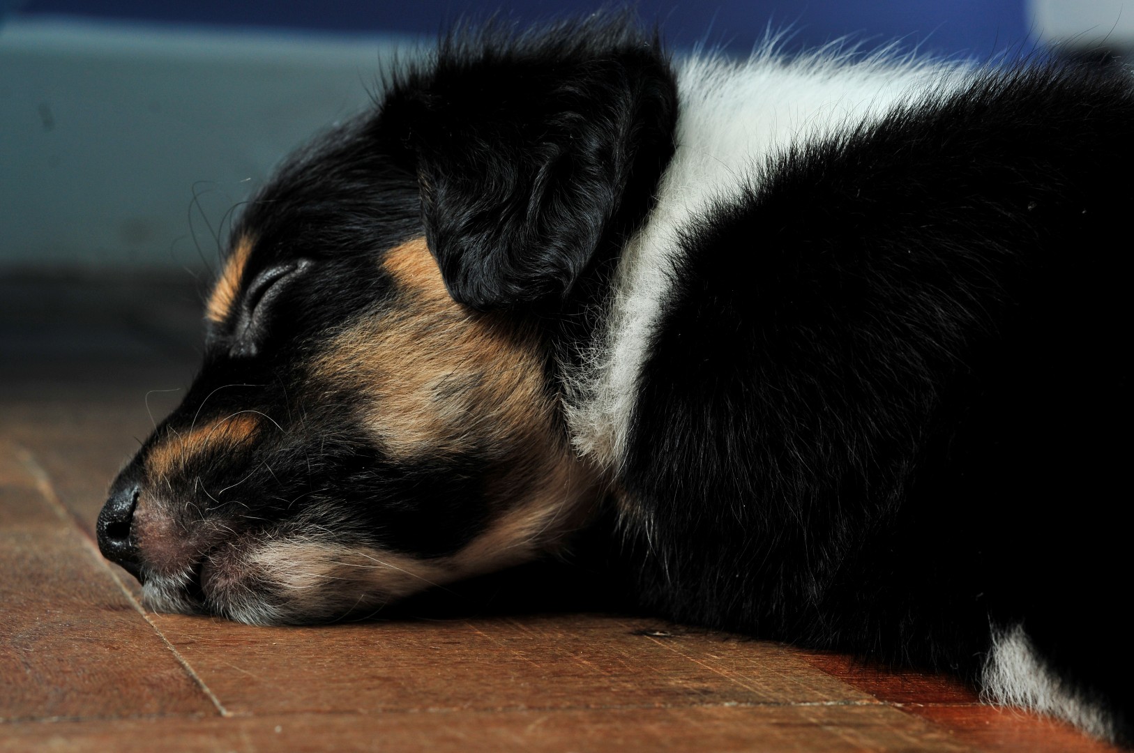 What got you into dog behavior? – A really bad dog trainer that made me eff up my dog…