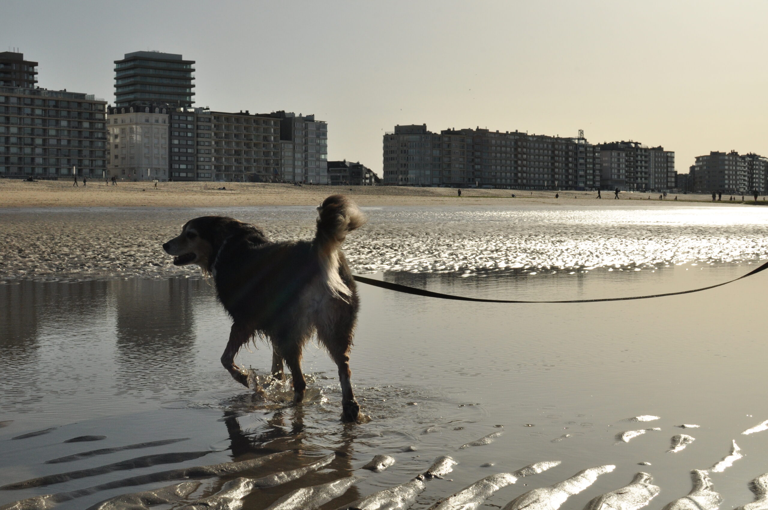 What got you into dog behavior? – A really bad dog trainer that made me eff up my dog…