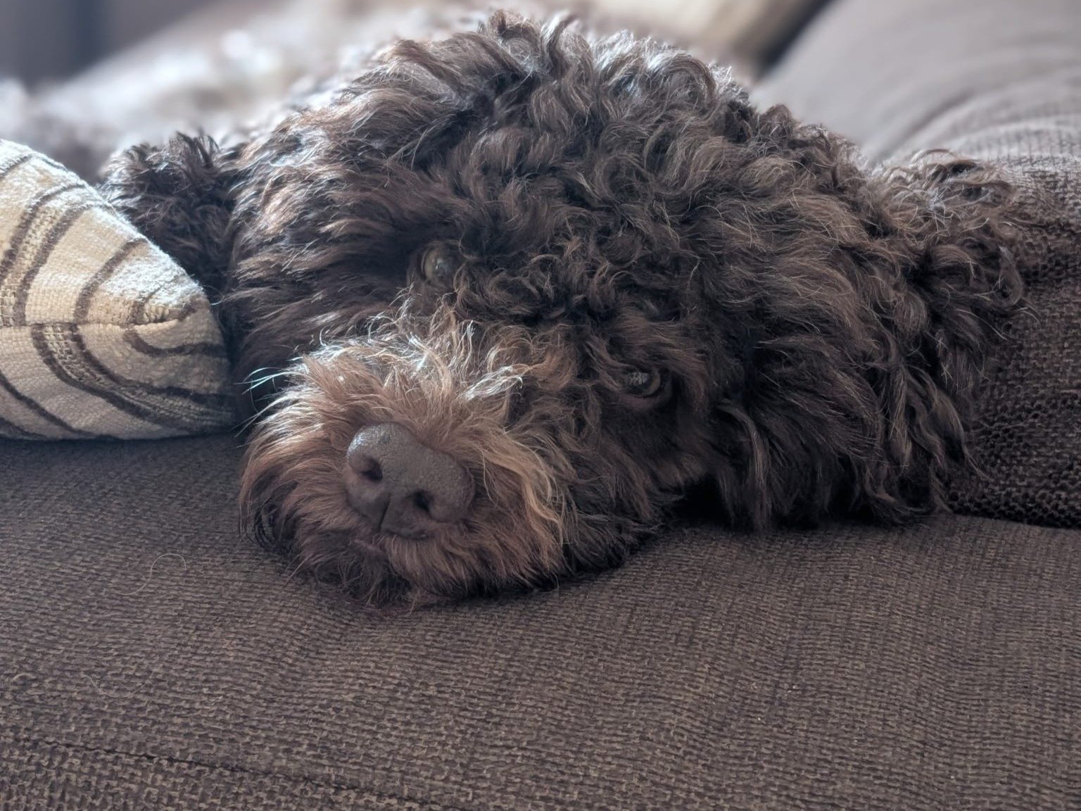 Dog resting on couch, working through separation anxiety