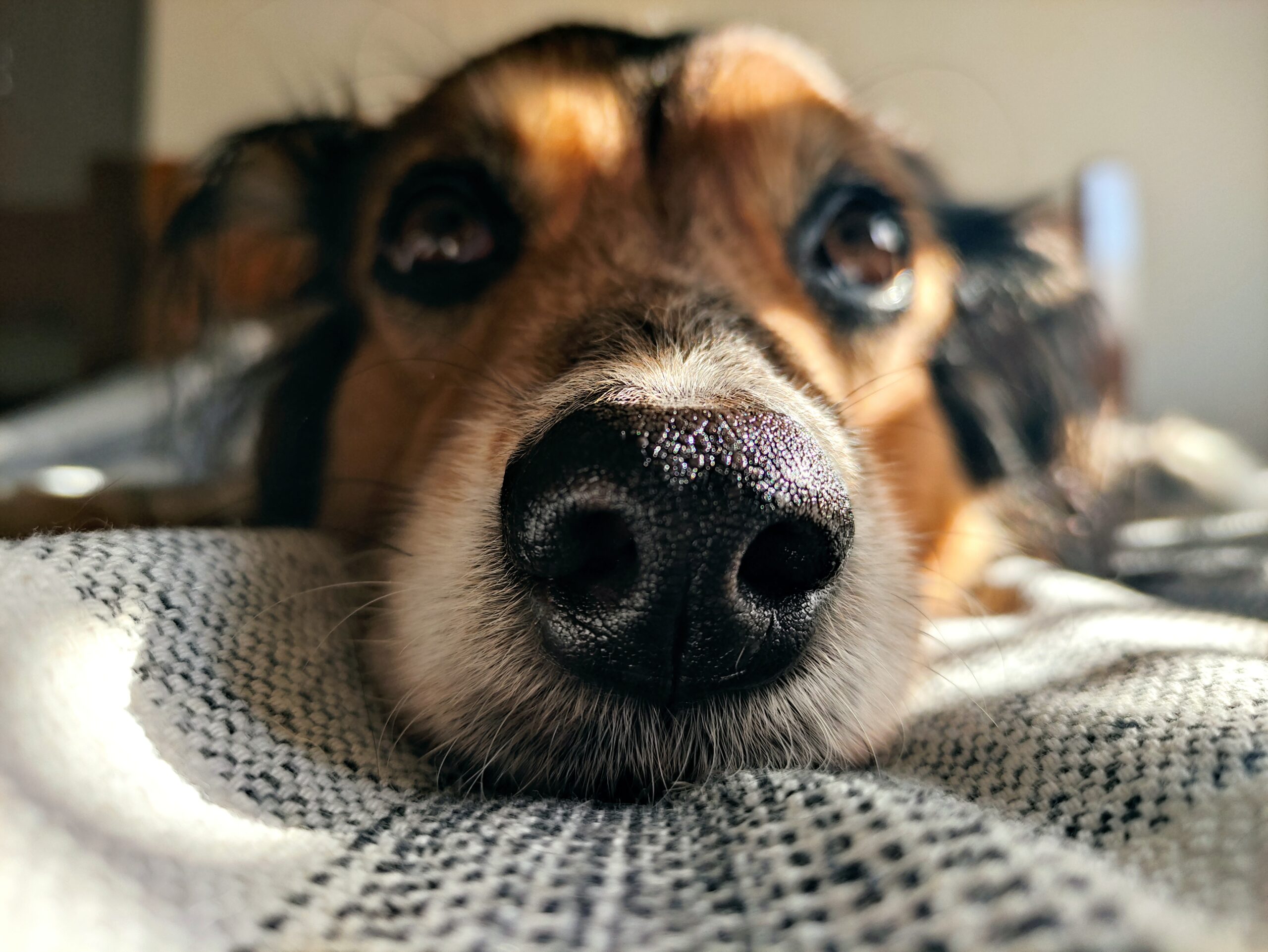 Why is it so IMPORTANT to let your dog sniff?