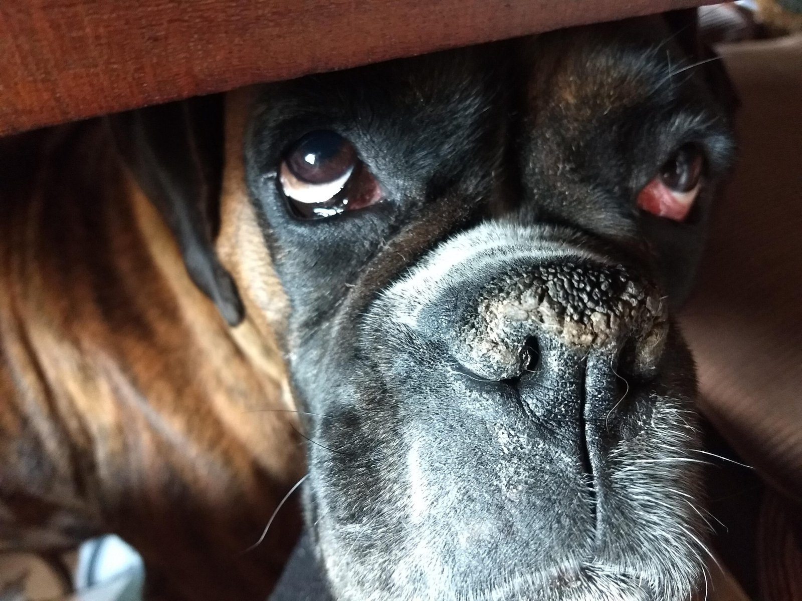 Dog experiencing separation anxiety