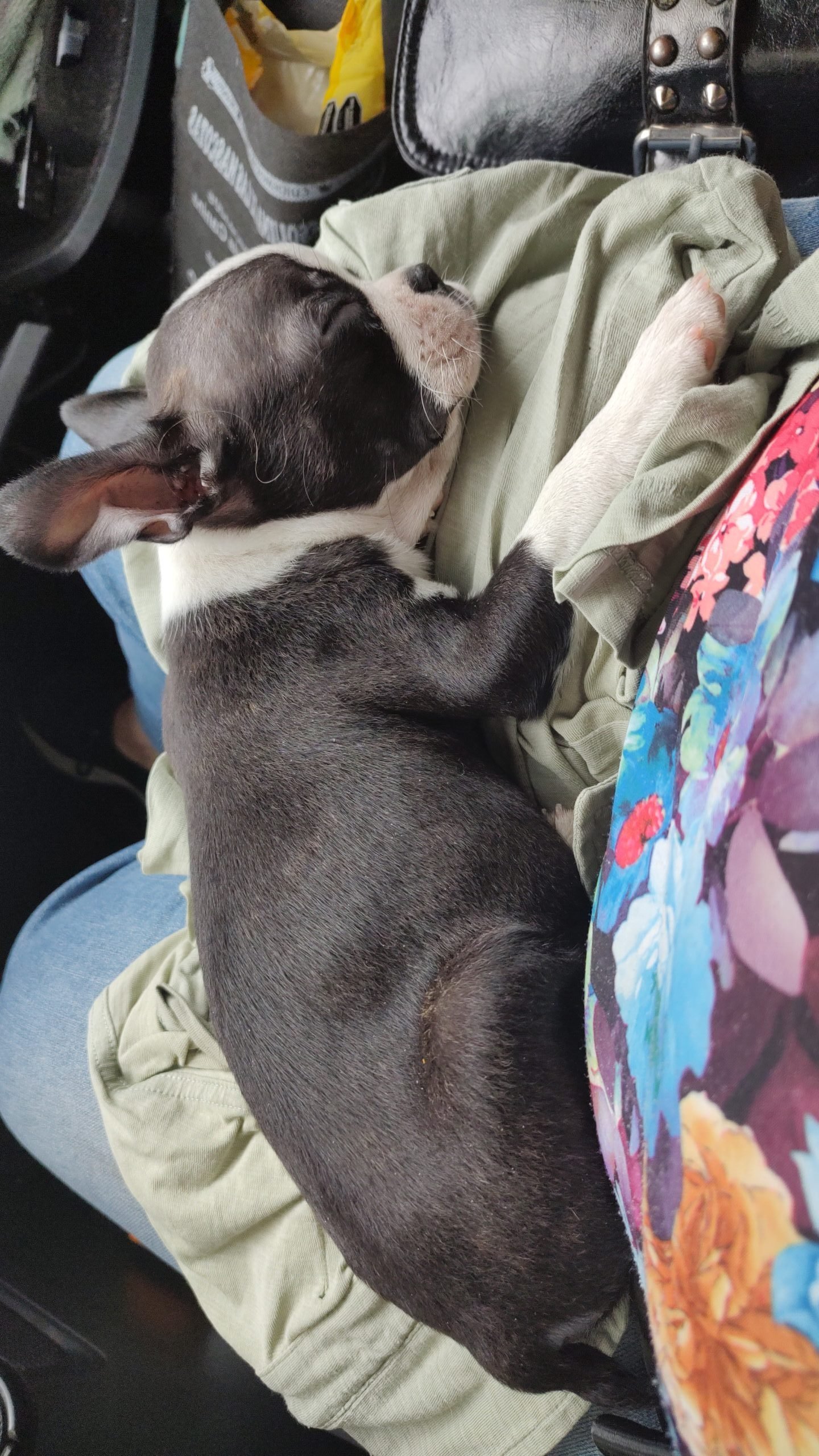 Sleeping dog relaxing peacefully