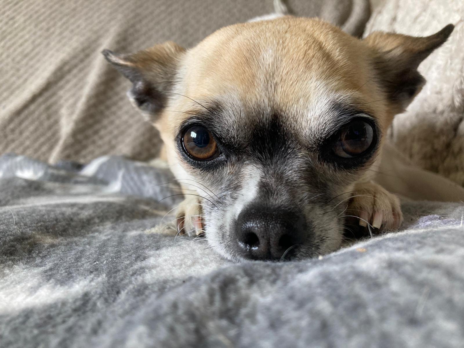 Relaxed sleeping dog